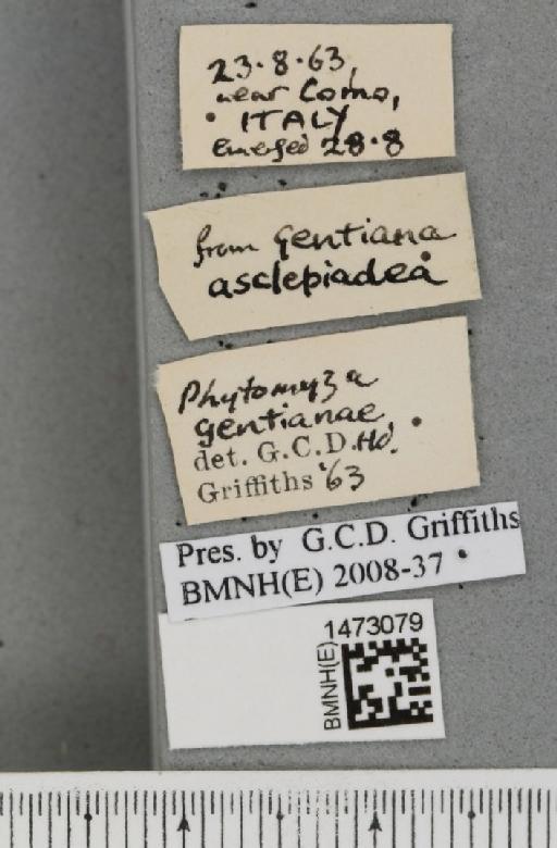 Chromatomyia gentianae (Hendel, 1920) - BMNHE_1473079_label_48353