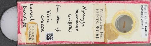 Agromyza marionae Griffiths, 1963 - BMNHE_1504188_59275