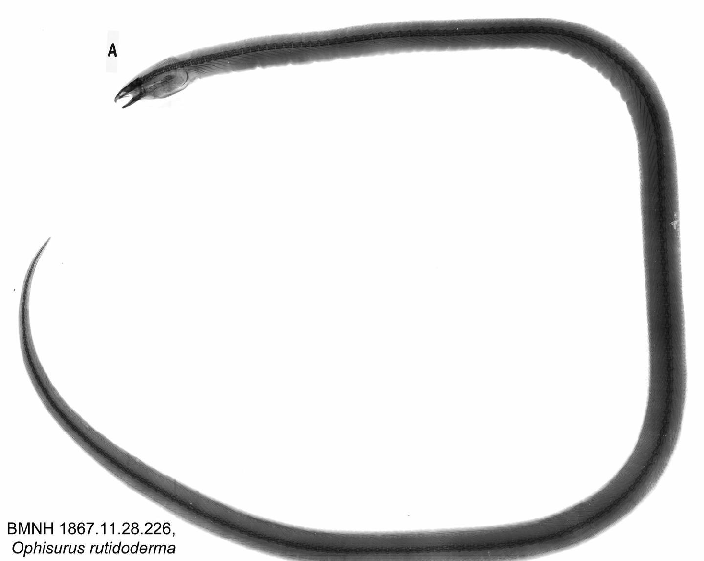 To NHMUK collection (Ophisurus rutidoderma Bleeker, 1853; HOLOTYPE; NHMUK:ecatalogue:2599875)