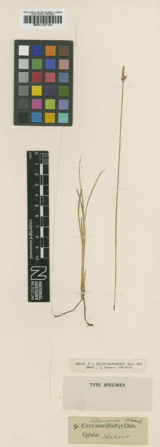 Carex curta Gooden. × C. dioica L. - BM001067154