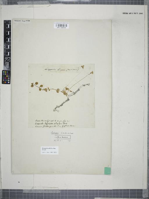 Linnaea borealis subsp. borealis - BM012559658