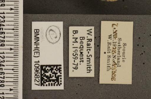 Coenonympha tullia scotica ab. unicolor Hoffmann, 1914 - BMNHE_1096827_label_8237