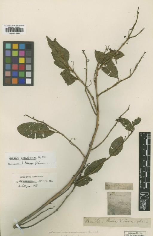 Solanum pseudoquina A.St.-Hil. - BM000815896