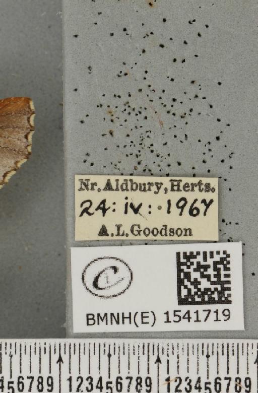 Odontosia carmelita (Esper, 1798) - BMNHE_1541719_label_248410