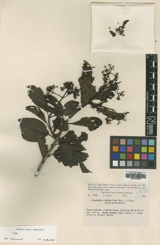 Psychotria barbatiloba Merr. & L.M.Perry - BM000945354