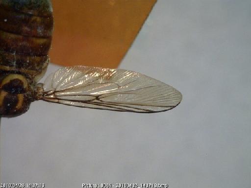 Philopota sobria Walker, 1852 - Philopota sobria HT wing