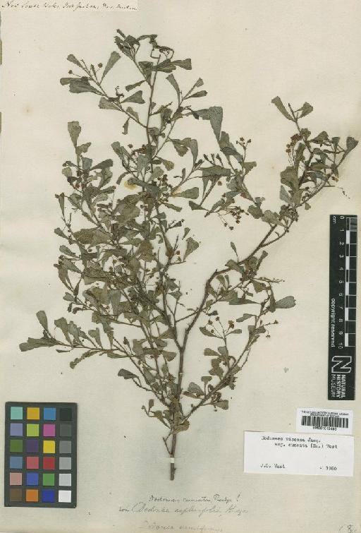 Dodonaea viscosa subsp. cuneata (Sm.) J.G.West - BM001015480