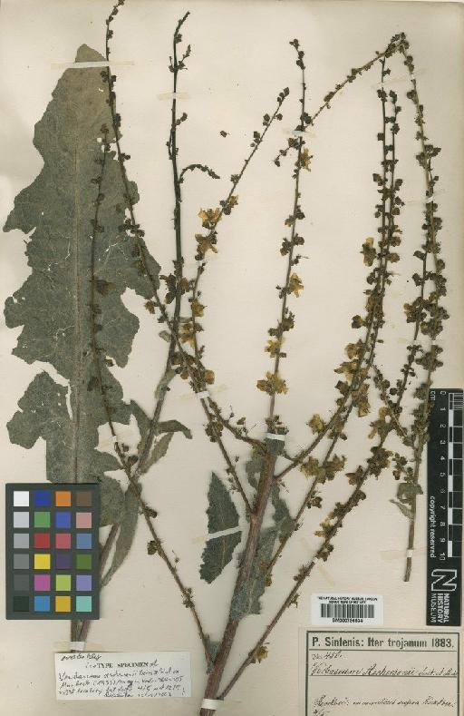 Verbascum aschersonii Boiss. & Sint. ex Murb. - BM000796534