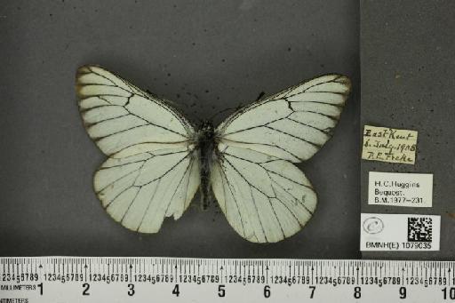 Aporia crataegi (Linnaeus, 1758) - BMNHE_1079035_70086