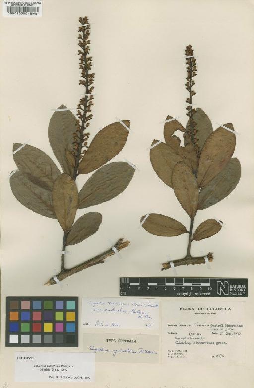 Ruyschia zuluetana Philipson - BM000016590