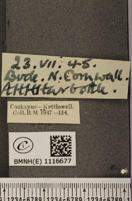 Pontia daplidice (Linnaeus, 1758) - BMNHE_1116677_label_68791