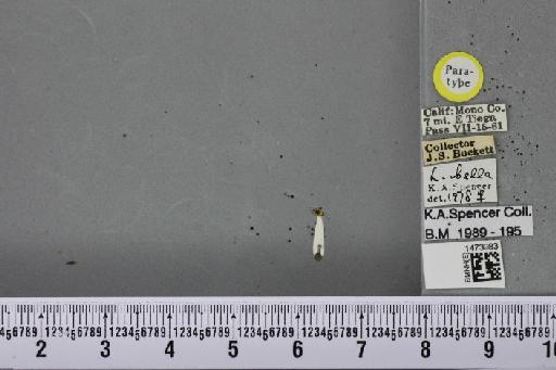 Liriomyza bella Spencer, 1981 - BMNHE_1473983_49126