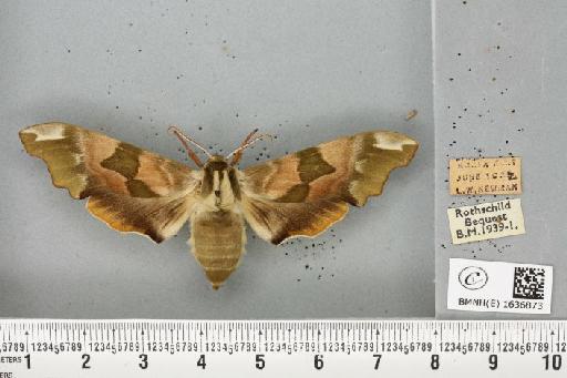 Mimas tiliae ab. constricta Gillmer, 1916 - BMNHE_1636873_204171