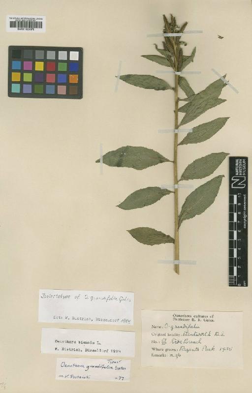 Oenothera grandifolia Gates - BM001025679