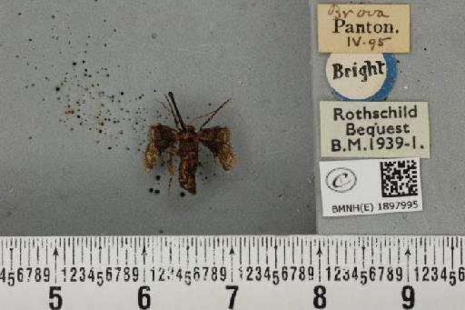 Agriopis marginaria ab. infumata Fuchs, 1899 - BMNHE_1897995_464842