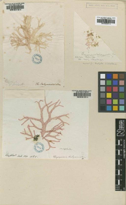 Acalypha diversifolia Jacq. - BM000636114