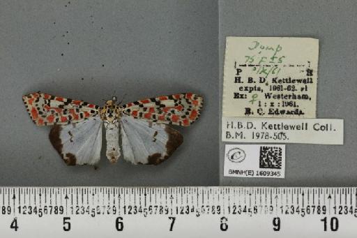 Utetheisa pulchella (Linnaeus, 1758) - BMNHE_1609345_496781