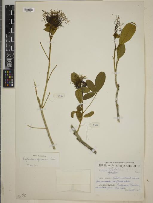 Thilachium africanum Lour. - BM010775507