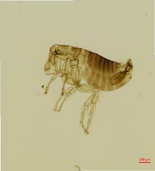 Delostichus talis Jordan, 1936 - 010179221_specimen