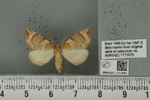 Eulithis testata (Linnaeus, 1761) - BMNHE_1773482_343643