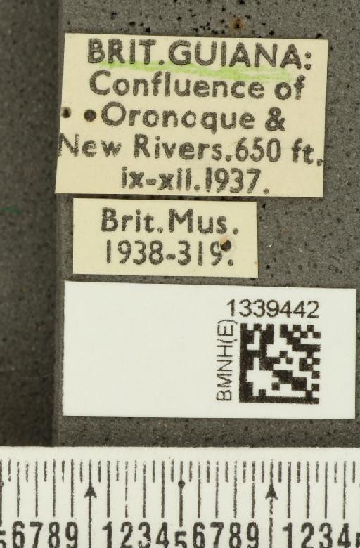 Acalymma bivittulum amazonum Bechyné, 1958 - BMNHE_1339442_label_20514