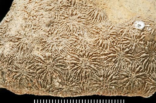 Diploastrea crassolamellata - Fossil Coral AZ3110