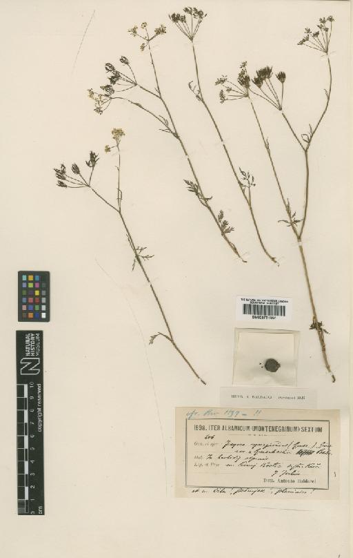 Huetia cynapioides P.W.Ball - BM000751957
