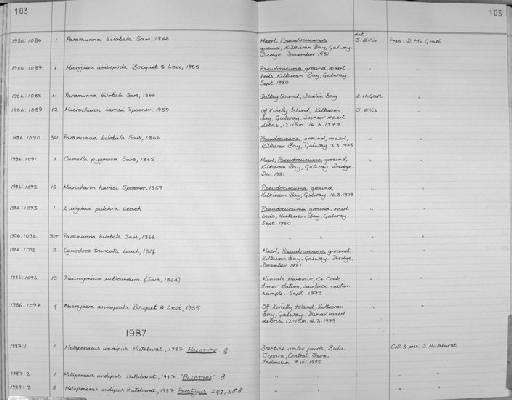 Metapenaeus undipus Hutabarat, 1987 - Zoology Accessions Register: Crustacea: 1984 - 1991: page 103