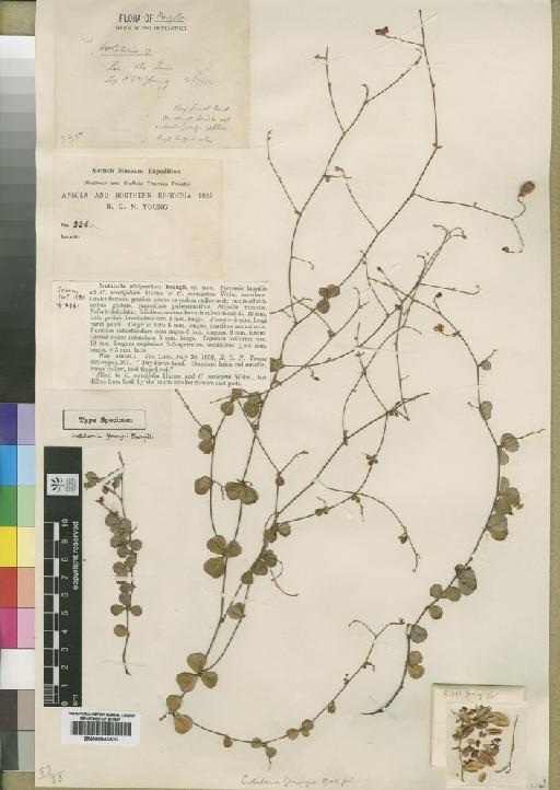 Crotalaria youngii Baker f. - BM000843520