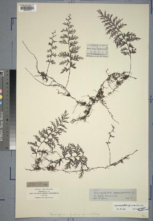 Hymenophyllum pedicellatum Kunze - Spruce - BM000776982