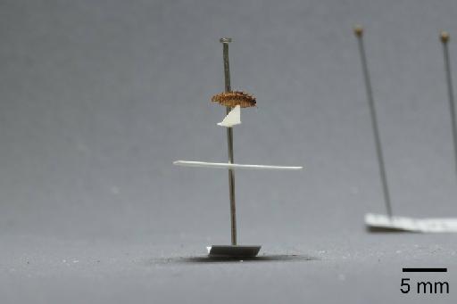 Fannia clara Collin, 1939 - 013421827_lateral