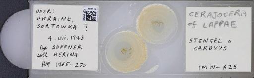 Terellia (Cerajocera) gynaecochroma (Hering, 1937) - BMNHE_1503413_55589