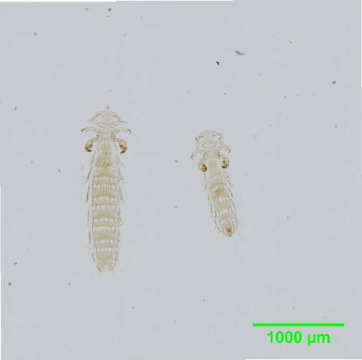 Polyplax phthisica Ferris, 1923 - 010155601__2015_12_23