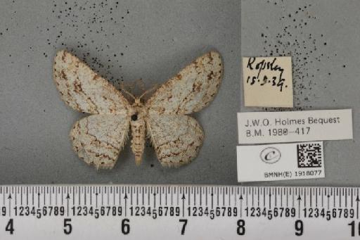 Ectropis crepuscularia (Denis & Schiffermüller, 1775) - BMNHE_1918077_481758