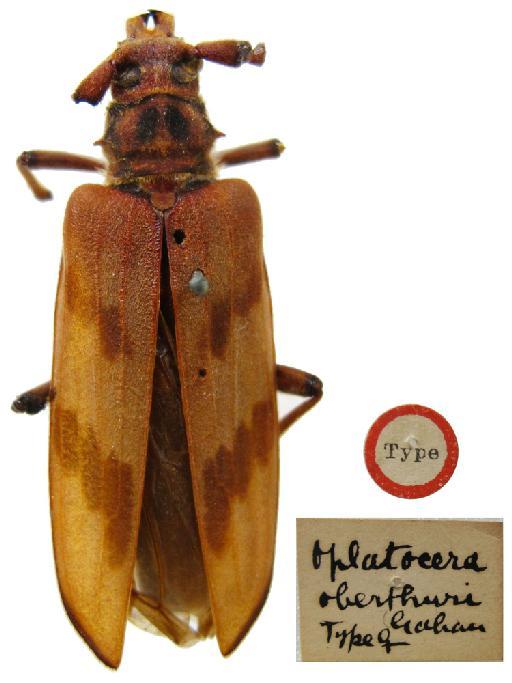 Oplatocera oberthuri Gahan, 1906 - NHMUK014016939 Oplatocera oberthuri Gahan, 1906 Holotype female dorsal
