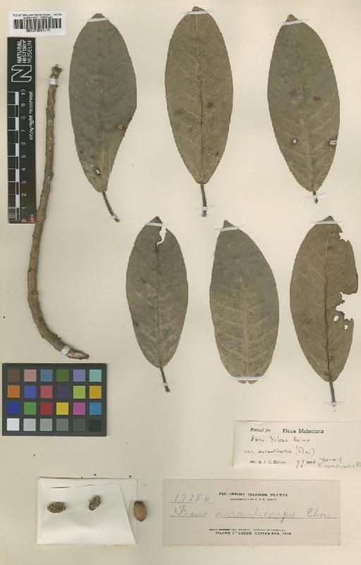 Ficus drupacea Thunb. - BM000951770