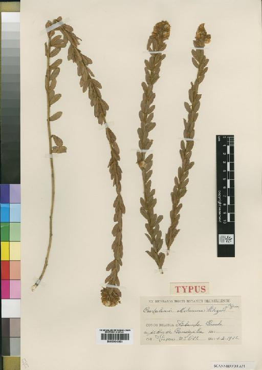 Crotalaria milneana R.Wilczek - BM000843534