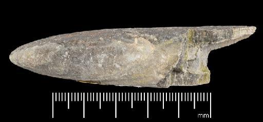 Acrocoelites (Odontobelus) levidensis (Simpson) - PI CC  928 - belemnite