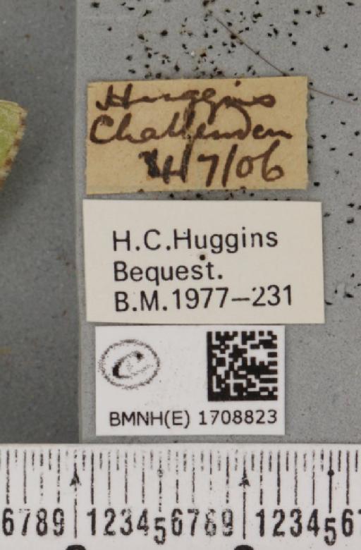 Comibaena bajularia (Denis & Schiffermüller, 1775) - BMNHE_1708823_label_280261