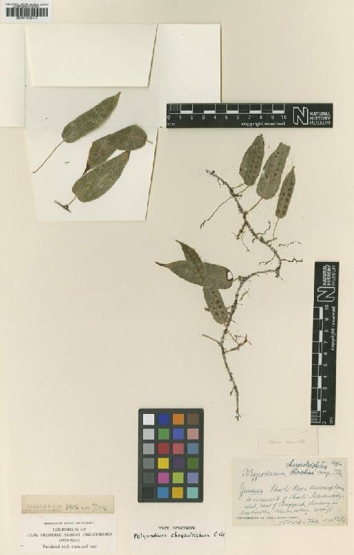 Crypsinus chrysotrichus (C.Chr.) Tagawa - BM001038447