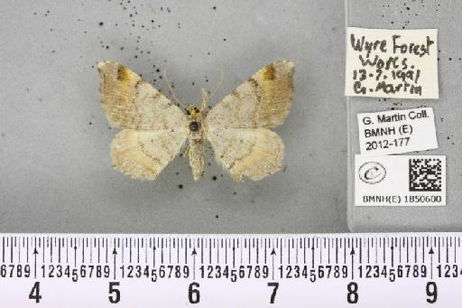 Macaria liturata (Clerck, 1759) - BMNHE_1850600_421913