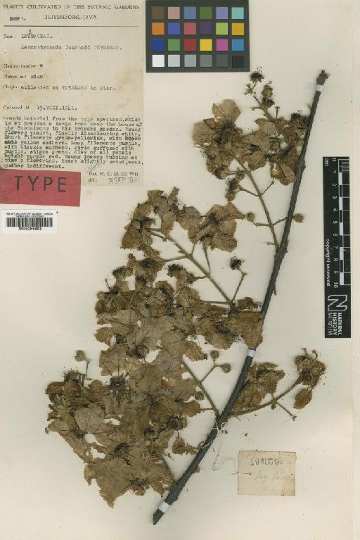 Lagerstroemia loudonii Teijsm. - BM000944625