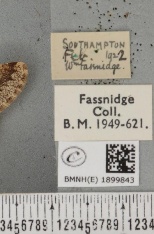 Apocheima hispidaria (Denis & Schiffermüller, 1775) - BMNHE_1899843_label_455768