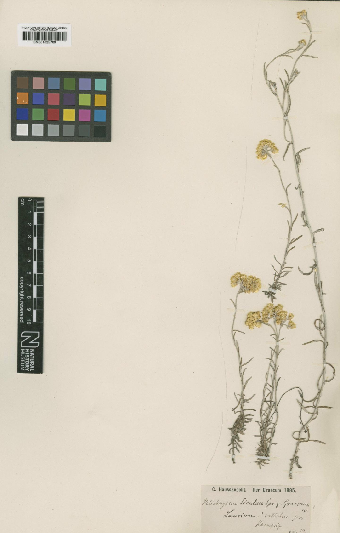 To NHMUK collection (Helichrysum stoechas subsp. barrelieri Nyman; Type; NHMUK:ecatalogue:1267077)