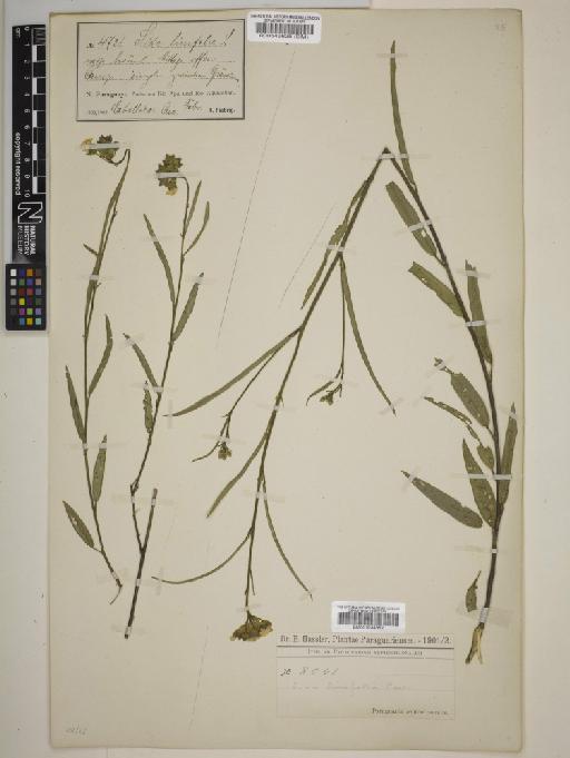 Sida linifolia Cav. - BM001034352