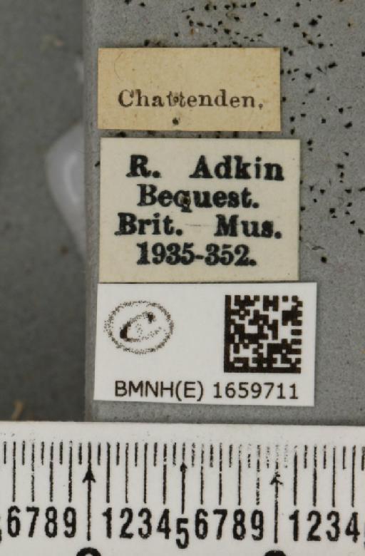 Miltochrista miniata (Forster, J.R., 1771) - BMNHE_1659711_label_257468