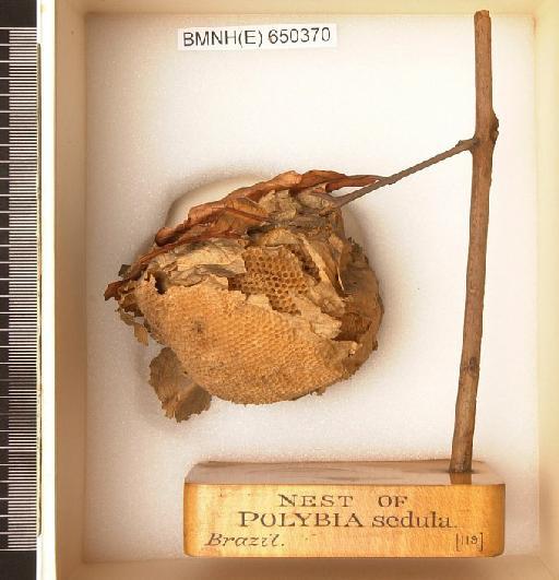 Polybia sedula Saussure - Hymenoptera Nest BMNH(E) 650370