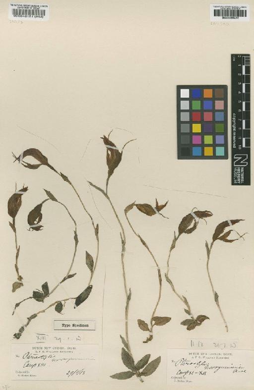Pterostylis novoguineensis Ridl. - BM000048181