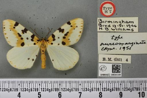 Abraxas grossulariata ab. aureomarginata Cockayne, 1951 - BMNHE_1851619_415026