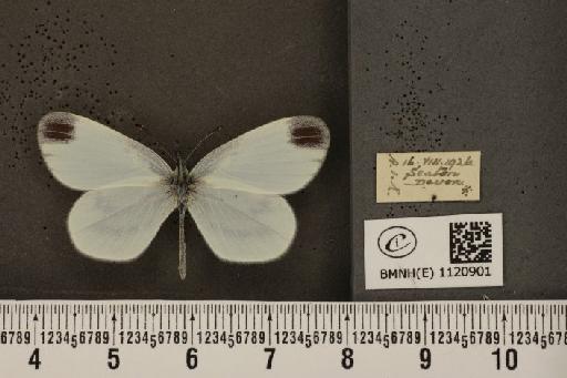 Leptidea sinapis sinapis Linnaeus, 1758 - BMNHE_1120901_74677